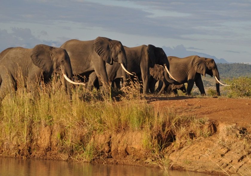3-Day Fly in from Zanzibar Tarangire, Crater & Manyara
