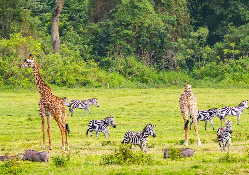 7 Days Safari Mikumi + Ruaha