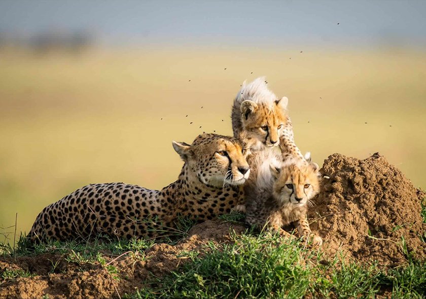 Serengeti National Park One Day Fly-in Safari