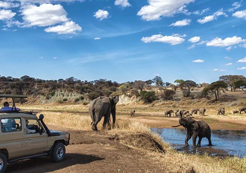 Serengeti National Park One Day Fly-in Safari