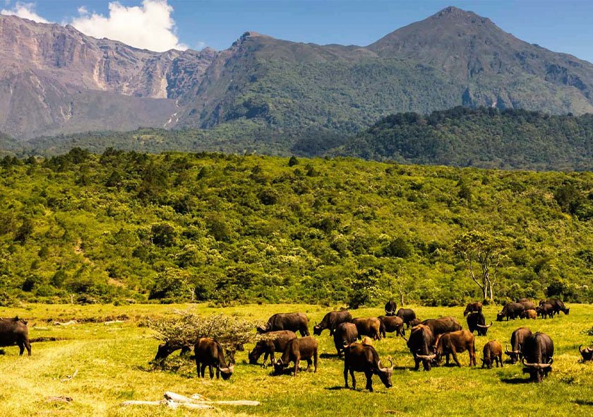 Serengeti National Park One Day Fly-in Safari