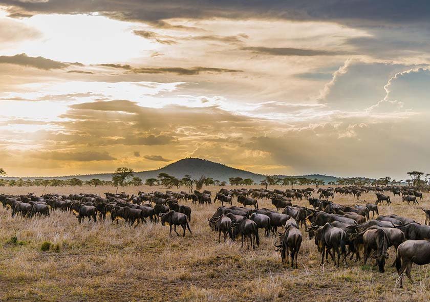 Serengeti National Park One Day Fly-in Safari