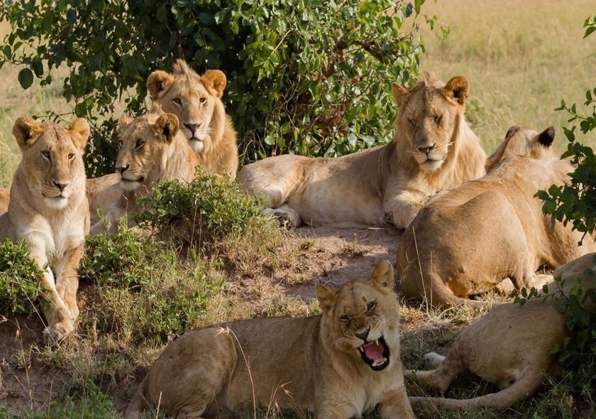 4-Day Group Tour to Tarangire, Serengeti, Ngorongoro
