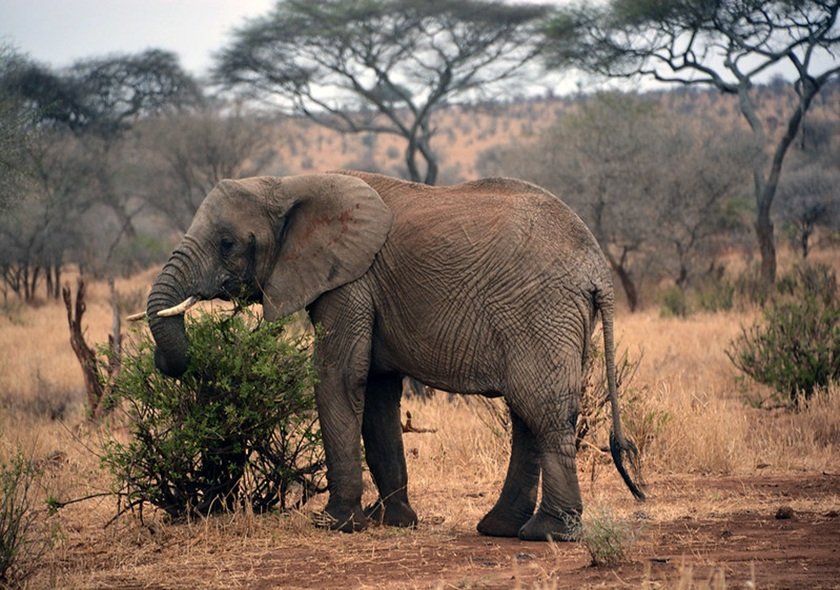 4-Day Group Tour to Tarangire, Serengeti, Ngorongoro