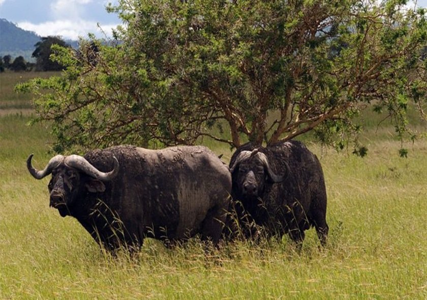 4-Day Group Tour to Tarangire, Serengeti, Ngorongoro