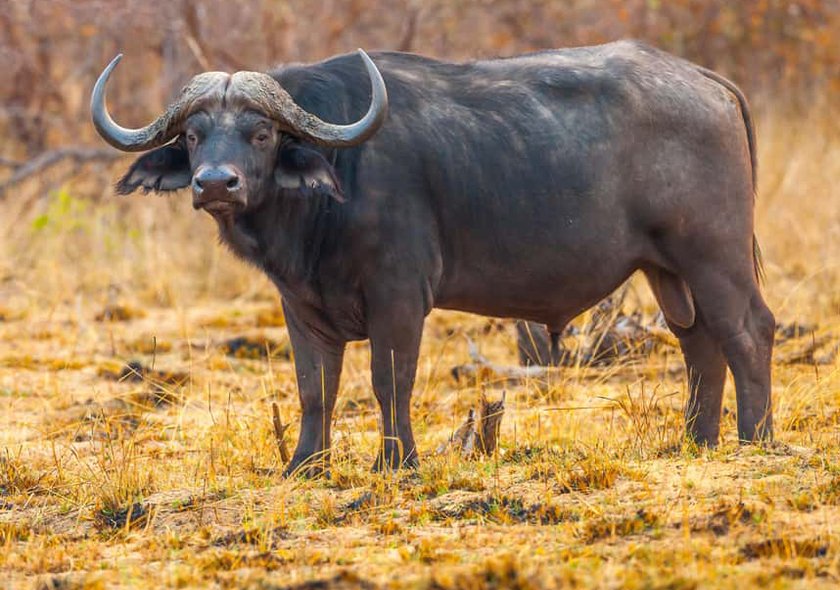 4-Day Group Tour to Tarangire, Serengeti, Ngorongoro
