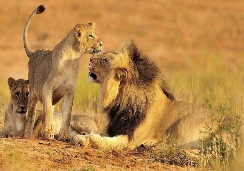 3-Day Group Tour to Serengeti & Ngorongoro