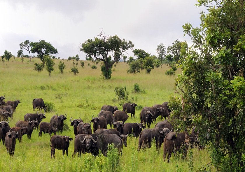 3-Day Group Tour to Serengeti & Ngorongoro