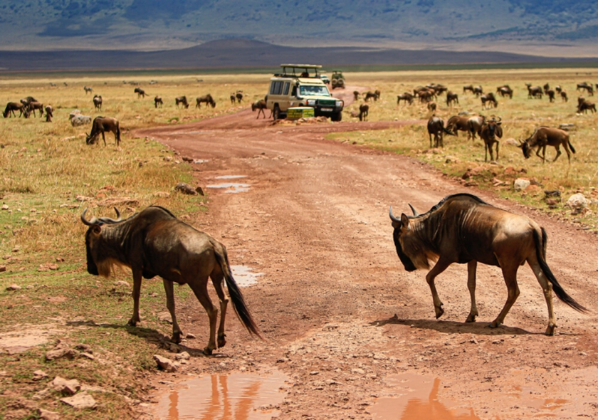 3-Day Group Tour to Serengeti & Ngorongoro