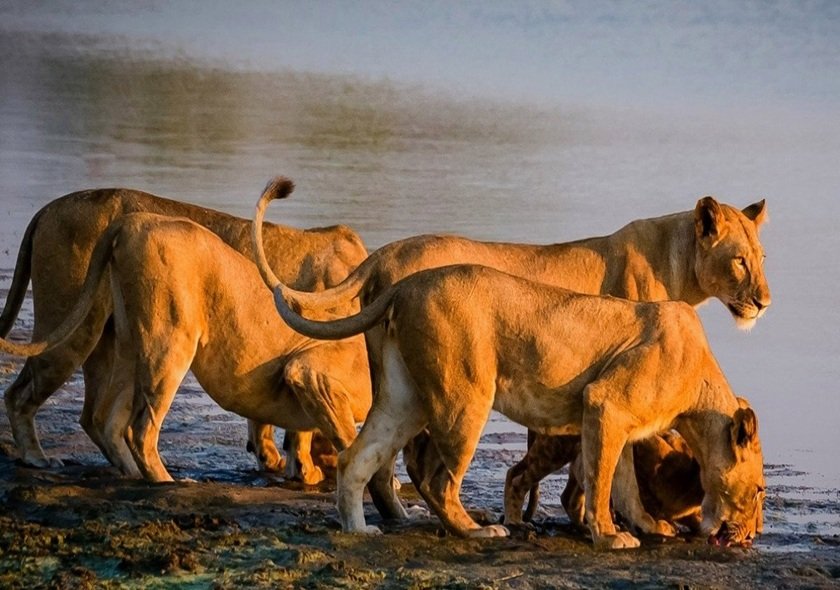 3-Day Group Tour to Serengeti & Ngorongoro