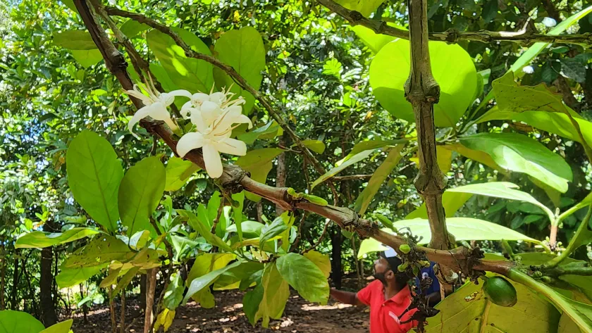 Spice Farm Tour