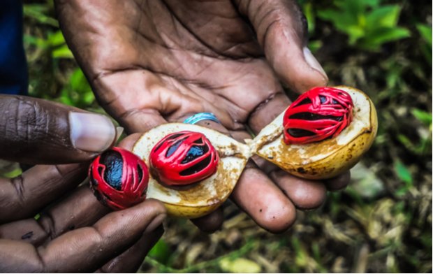Spice Farm Tour