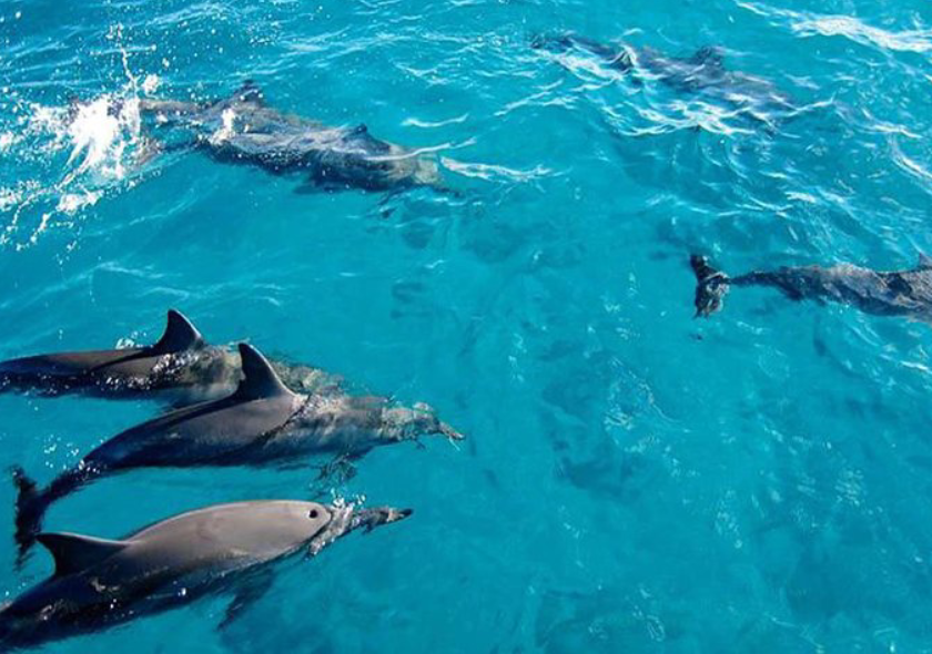 Dolphin Tour Mnemba