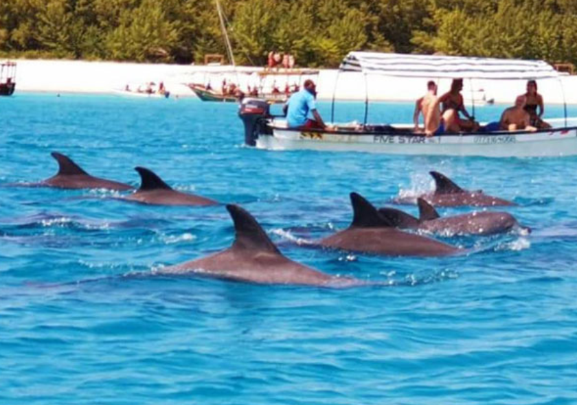 Dolphin Tour Mnemba