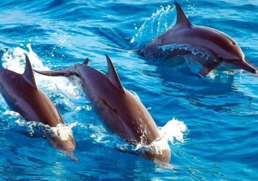 Dolphin Tour Mnemba