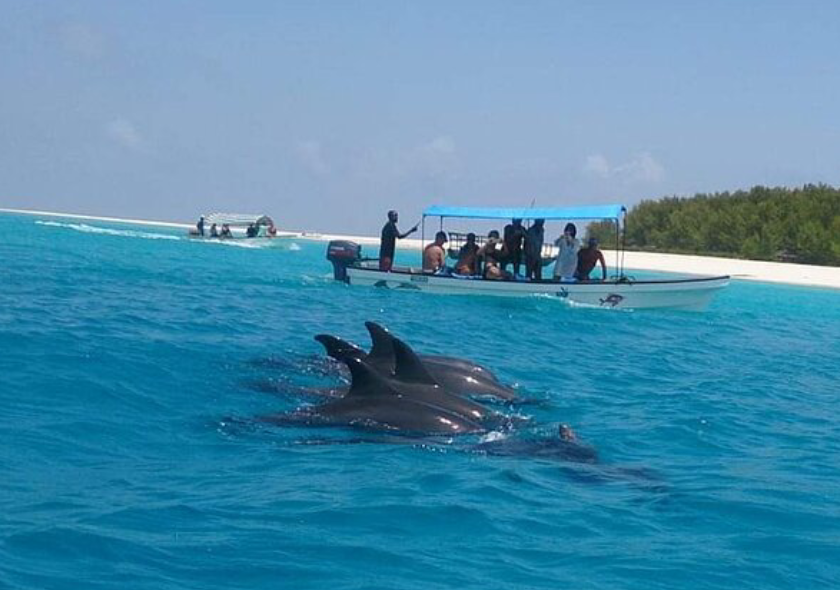 Dolphin Tour Mnemba