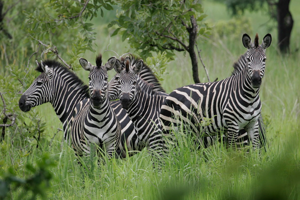 Serengeti Safari