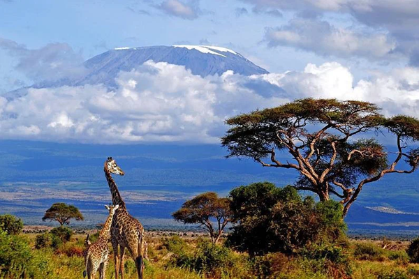 Tanzania Safari