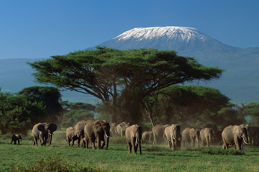 Tanzania Safari Experience